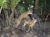 Rare_mating_photograph_of_'Mouse_Deers'_at_Singapore_Zoo(23-10-07)