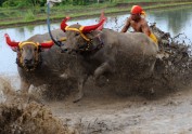 "Makepung" jeb bifeļu sacīkstes, Bali