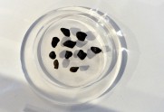 Olimpiskās medaļas no Čeļabinskas meteorīta - 1