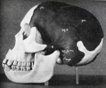 Model of skull of Piltdown man (Eanothropus dawsoni) as reconstructed by Dr Smith Woodward