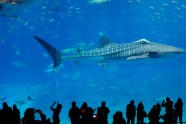 Okinawa Churaumi Aquarium ”Okinavā, Japāna