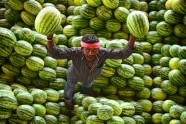 Arbūzu tirgus Indijā - 5