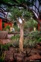 Desert Botanical Garden Fēniksā