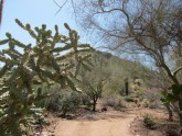 Desert Botanical Garden Fēniksā