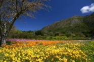 Kirstenbosch National Botanical Garden