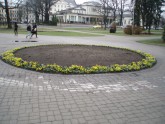 Pirmie pavasara ziedi Rīgas parkos - 2
