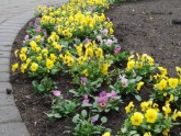 Pirmie pavasara ziedi Rīgas parkos - 3