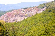Sakuras Jošino kalnā - 1