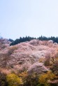 Sakuras Jošino kalnā - 2