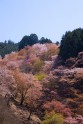 Sakuras Jošino kalnā - 3