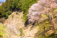 Sakuras Jošino kalnā - 4