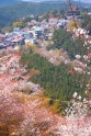 Sakuras Jošino kalnā - 5