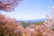 Sakuras Jošino kalnā - 6