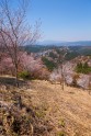 Sakuras Jošino kalnā - 7