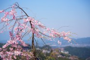 Sakuras Jošino kalnā - 8