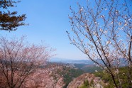 Sakuras Jošino kalnā - 9