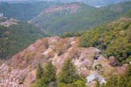 Sakuras Jošino kalnā - 10