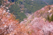 Sakuras Jošino kalnā - 12