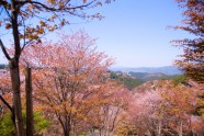 Sakuras Jošino kalnā - 14
