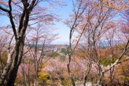Sakuras Jošino kalnā - 15
