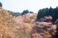 Sakuras Jošino kalnā - 18