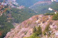 Sakuras Jošino kalnā - 20