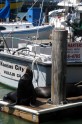 Sanfrancisko "Pier 39" jūras lauvas - 53