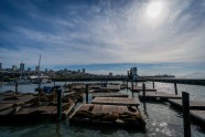 Sanfrancisko "Pier 39" jūras lauvas - 55