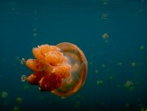 Jellyfish Lake 01