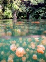 Jellyfish Lake 02