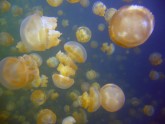 Jellyfish Lake 03