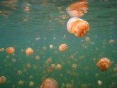 Jellyfish Lake 04
