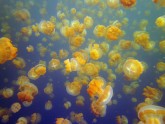 Jellyfish Lake 06