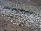 Liels skaits beigtu zivju Mangaļsalā - 2
