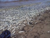 Liels skaits beigtu zivju Mangaļsalā - 3