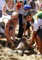Tūristi Bali palīdz ielaist jūrā bruņurupučus