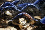 Tūristi Bali palīdz ielaist jūrā bruņurupučus - 2