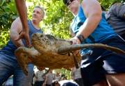 Tūristi Bali palīdz ielaist jūrā bruņurupučus - 3