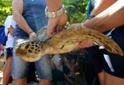 Tūristi Bali palīdz ielaist jūrā bruņurupučus - 4