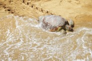 Tūristi Bali palīdz ielaist jūrā bruņurupučus - 5