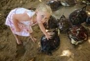 Tūristi Bali palīdz ielaist jūrā bruņurupučus - 6