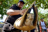 Tūristi Bali palīdz ielaist jūrā bruņurupučus - 7