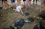Tūristi Bali palīdz ielaist jūrā bruņurupučus - 8