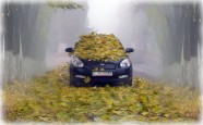 auto-autumn
