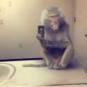 Dzīvnieku selfiji