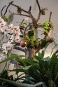 Atklāj izstādi „Orhideju rotaļas interjerā” - 9