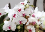 Atklāj izstādi „Orhideju rotaļas interjerā” - 15