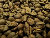 Pagatavota pirmā Baltijas valstīs izaudzētā kafija