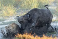 buffalo bifelis bizons