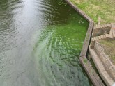 Zaļš ūdens Kronvalda bulvāra kanālā - 4
